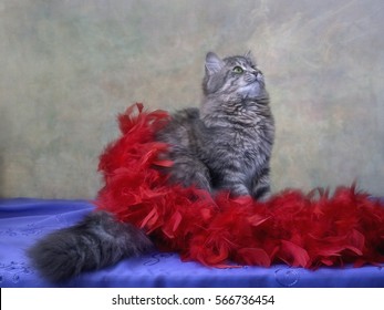 Cat And Feather Boa