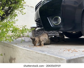 Cat Feeding In Front Of Black Car 