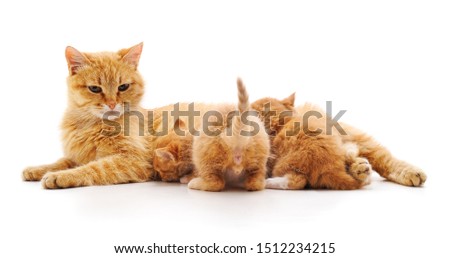 Cat feeds kittens isolated on a white background.