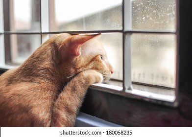 Cat Feel Lonely Stock Photo Edit Now