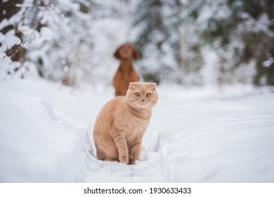 The Cat Feels Secure In Snowy Winter Forest While His Vizsla Dog Friend Is Near