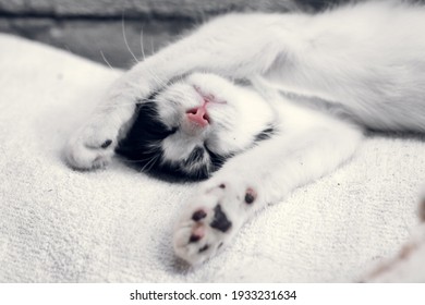 眠い猫 Images Stock Photos Vectors Shutterstock