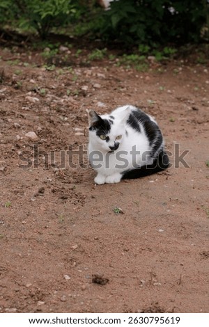 cat, feline, domestic, rural, pet 