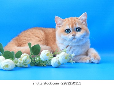 cat, feline, kitten, cute, red, golden chinchilla, British, breed, background, roses, flowers, portrait, red, beautiful, fluffy, blue, blue, funny, charming, mammal, young, background, home, pet,pet - Shutterstock ID 2283250111