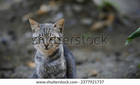 Cat (Felis silvestris catus, Felis catus). Local cats are stalking prey. Location: ICCRI Jember cocoa plantation, East Java, Indonesia.