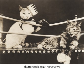 Cat Fight