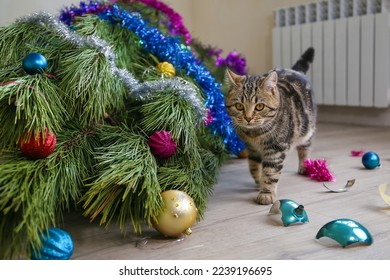 The cat filled up the Christmas tree for the New Year. Christmas tree toys were broken. - Powered by Shutterstock