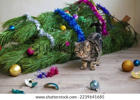 The cat filled up the Christmas tree for the New Year. Christmas tree toys were broken.