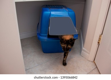 Cat Is Finished Making A Mess In The Litter Box And Leaves Through The Swinging Door