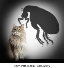 Cat And Flea Shadow 