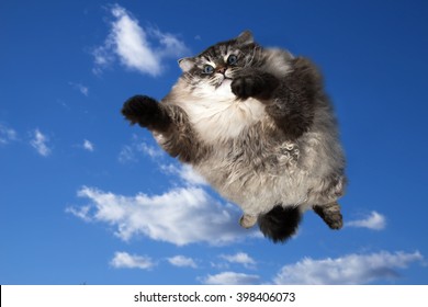 cat flying in blue sky