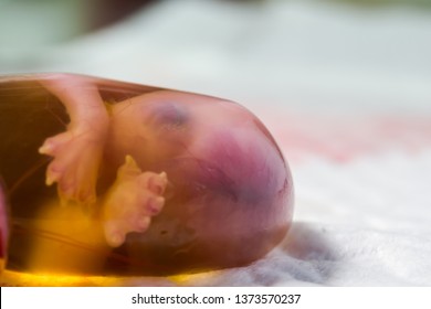 Cat Foetus In The Amniotic Sac Close-up