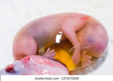 Cat Foetus In The Amniotic Sac Close-up