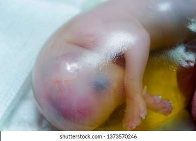 Cat Foetus In The Amniotic Sac Close-up