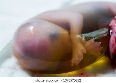 Cat Foetus In The Amniotic Sac Close-up