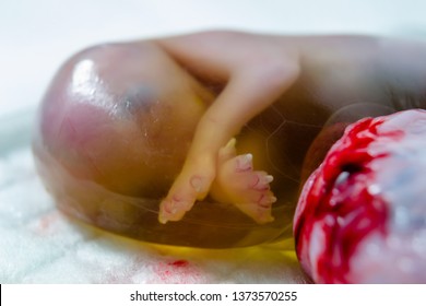 Cat Foetus In The Amniotic Sac Close-up