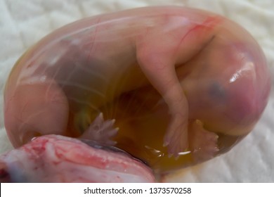 Cat Foetus In The Amniotic Sac Close-up