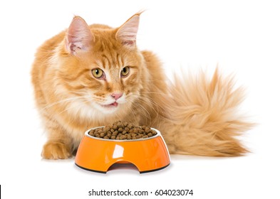 Cat With Food Bowl Isolated On White