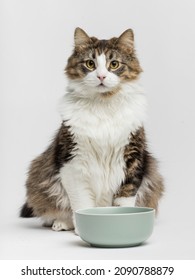 Cat With Food Bowl Waiting For Feed