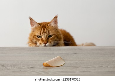 cat and food. A piece of ham for the cat. The cat looks at the food. The cat wants to steal food from the table. High quality photo