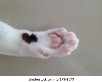 Cat Foot With Pink Paw And Fluffy Fur