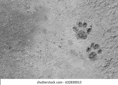 Cat Footprint