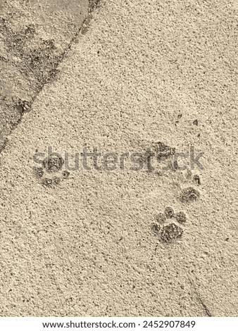 Cat Footprints on Concrete Floor