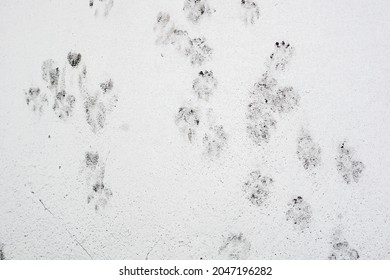 Cat footprints on the white wall. Cat tracks dirty on white concrete wall.