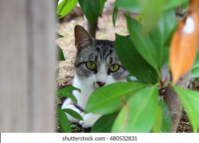 the cat in the forest - Shutterstock ID 480532831