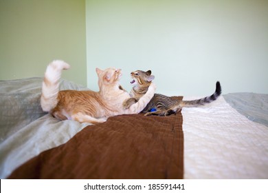 Cat Friends in Bedroom 
