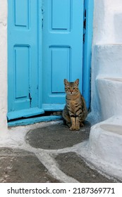 A Cat In Front Of A Door In Mykonos, Greece.