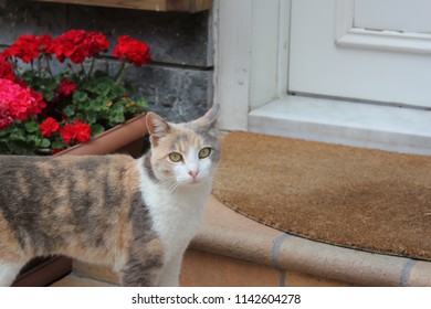 Cat By Door Images Stock Photos Vectors Shutterstock