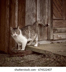 Cat in front of an old barn