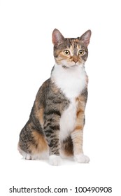 cat in front of a white background - Shutterstock ID 100490908