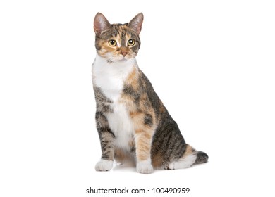 cat in front of a white background - Shutterstock ID 100490959