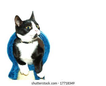 Cat in front of a white background - Shutterstock ID 17718349