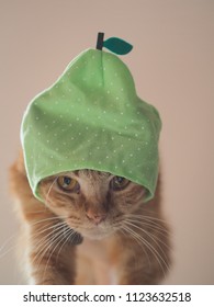 Cat With Fruity Hat 