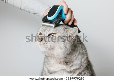 Cat with funny face expression is being brushed with furminator. Woman is combing cat to remove his fluffy undercoat
