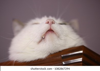 Cat By The Ceiling Images Stock Photos Vectors Shutterstock