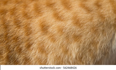 Cat Fur