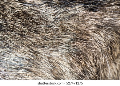 Cat Fur Background Texture Stock Photo 527471275 | Shutterstock