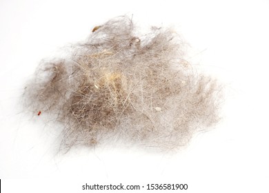 Cat Fur Ball On A White Background. Dirt And Cleaning Concept. A Pile Of Dog Fur Wad. Hair Ball On White Background.