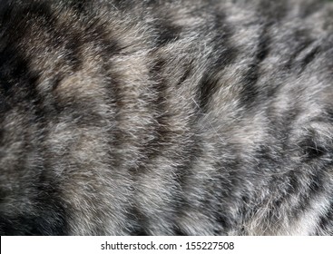 Cat Fur Texture