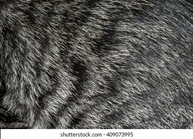 Cat Fur Texture