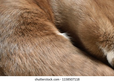 Cat Fur Texture Background Stock Photo (Edit Now) 1158507118