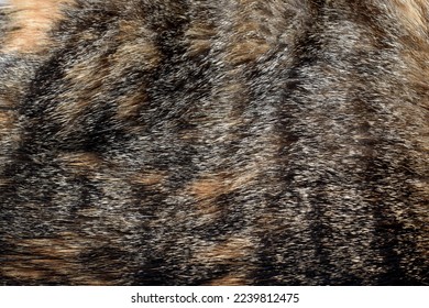Cat fur texture background. Calico or Tortoiseshell hair texture background. 