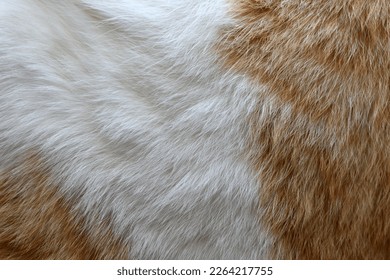 Cat fur texture background.  Ginger and white cat fur texture.  - Shutterstock ID 2264217755