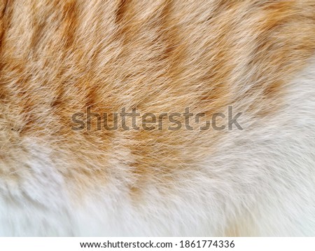 Similar – fur ball Brunette