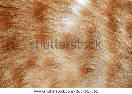 Cat fur texture background. Ginger and white cat fur texture.