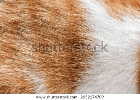 Cat fur texture background. Ginger and white cat fur texture.